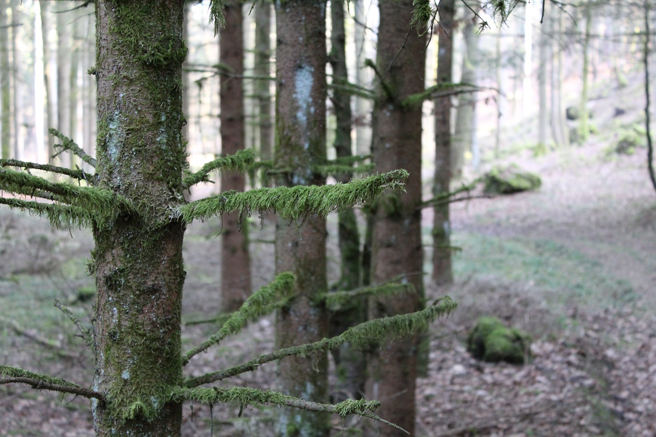 forest tree moss free photo