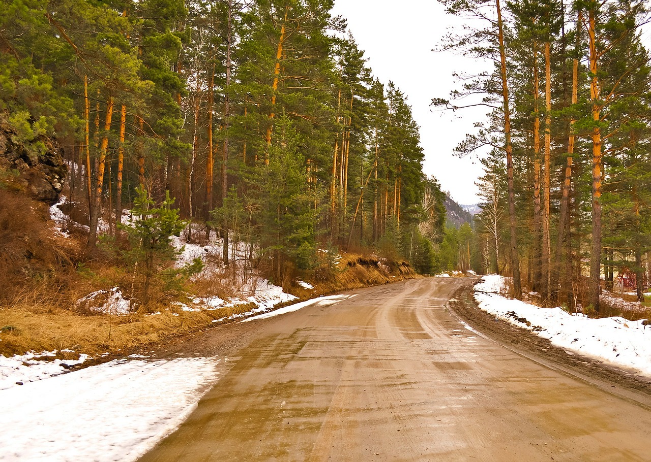 forest roads trees free photo