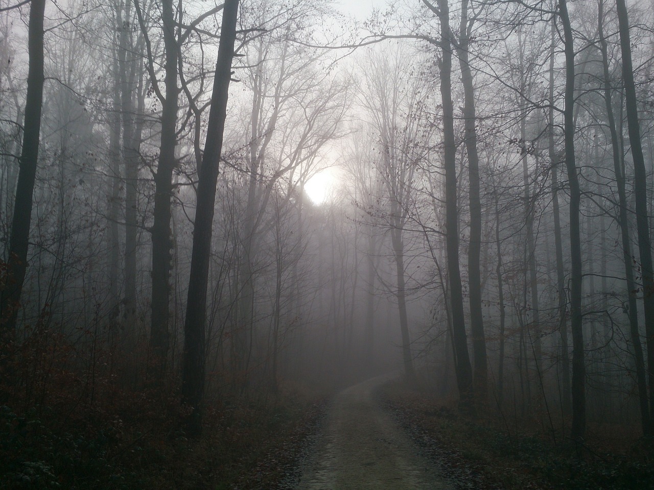 forest fog autumn free photo