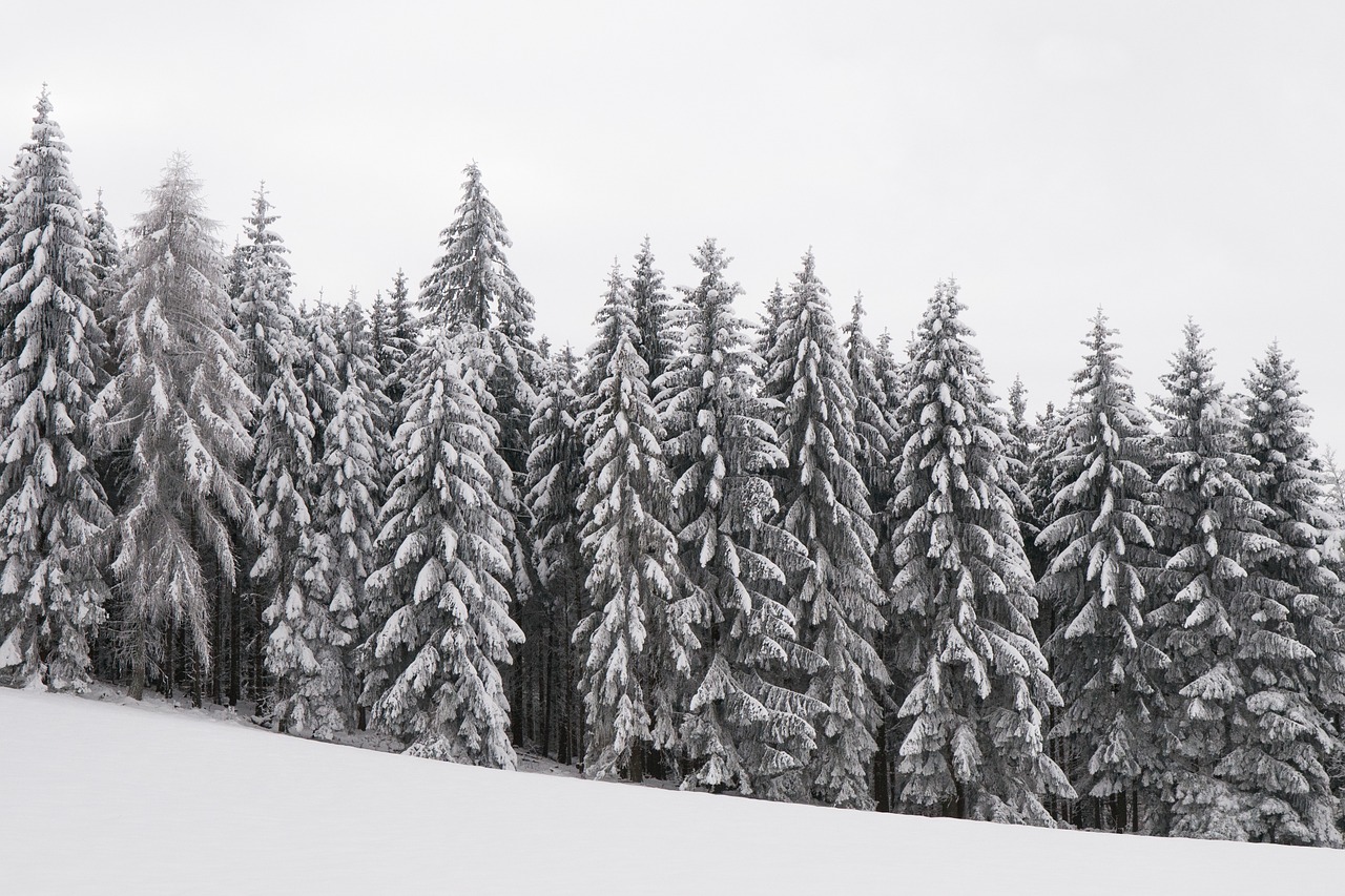 forest wintry snowy free photo