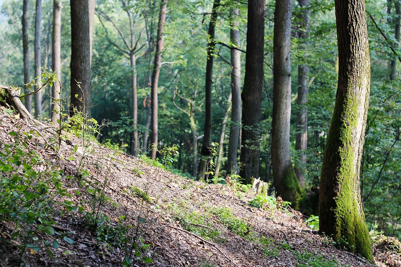 forest woods trees free photo