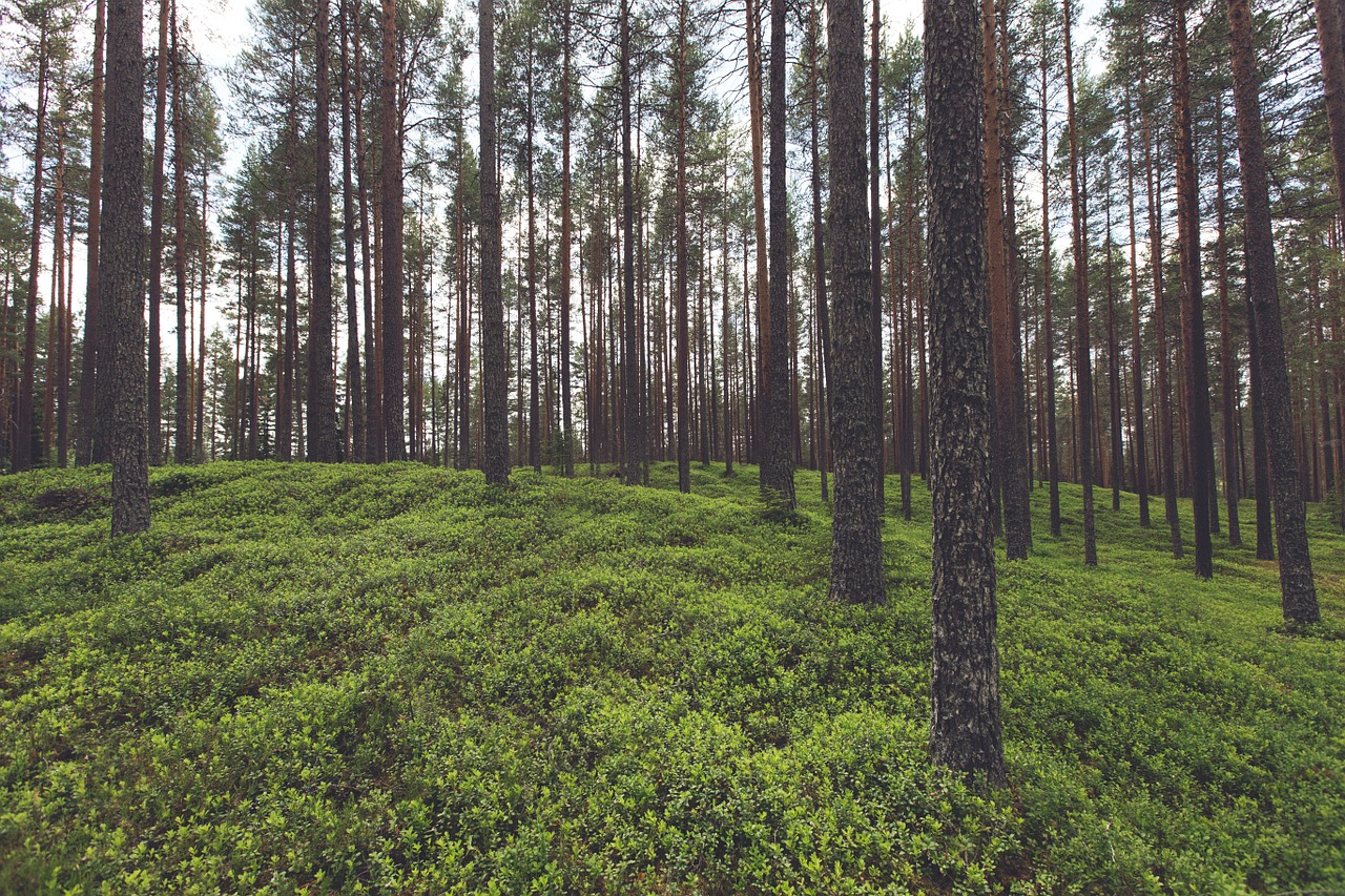 forest trees woods free photo