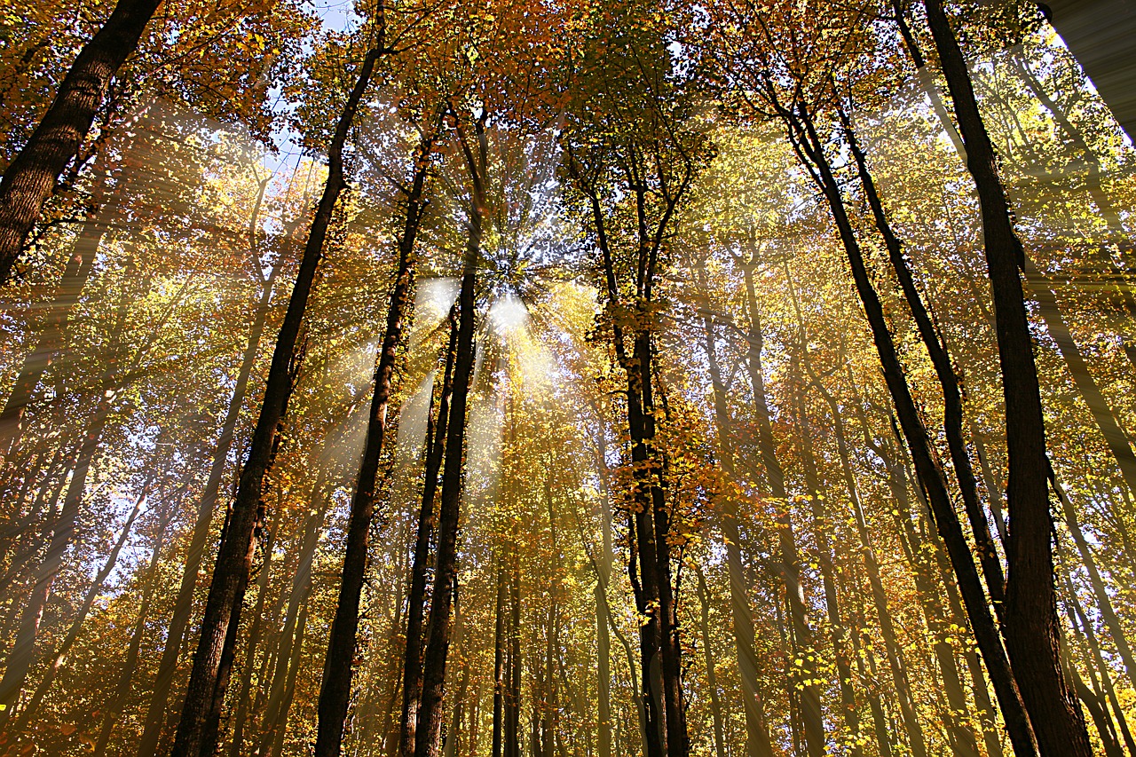 forest sunlight tree free photo
