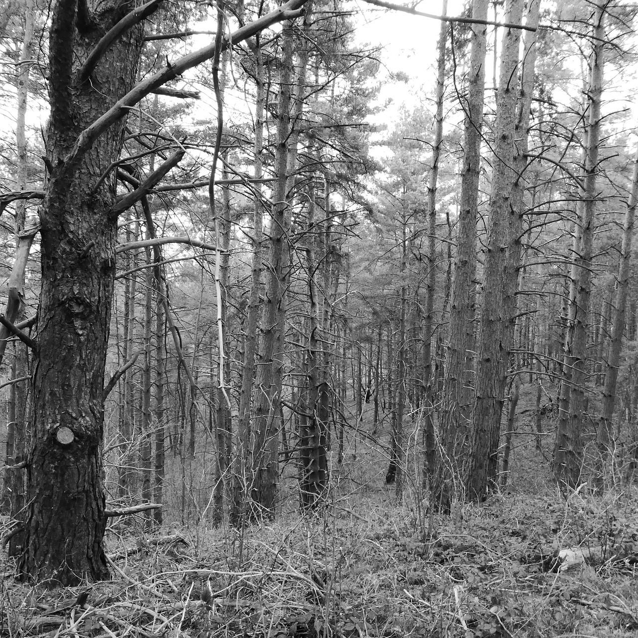 forest winter forest trees free photo