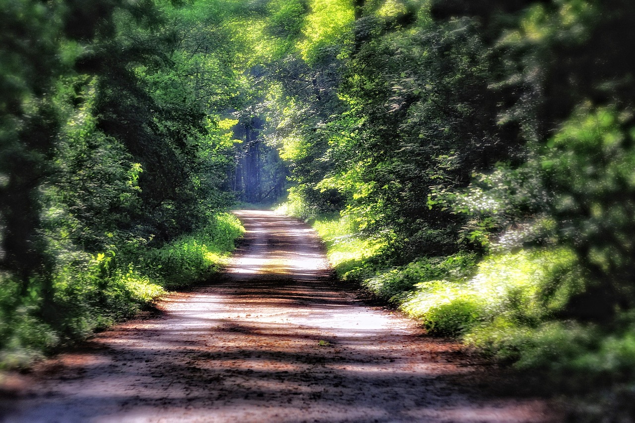 forest forest path away free photo