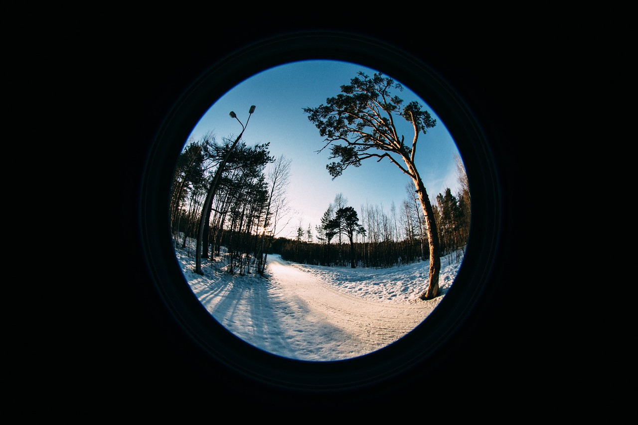 forest fish eye tree free photo