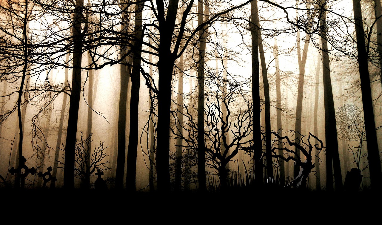 forest dark fog free photo