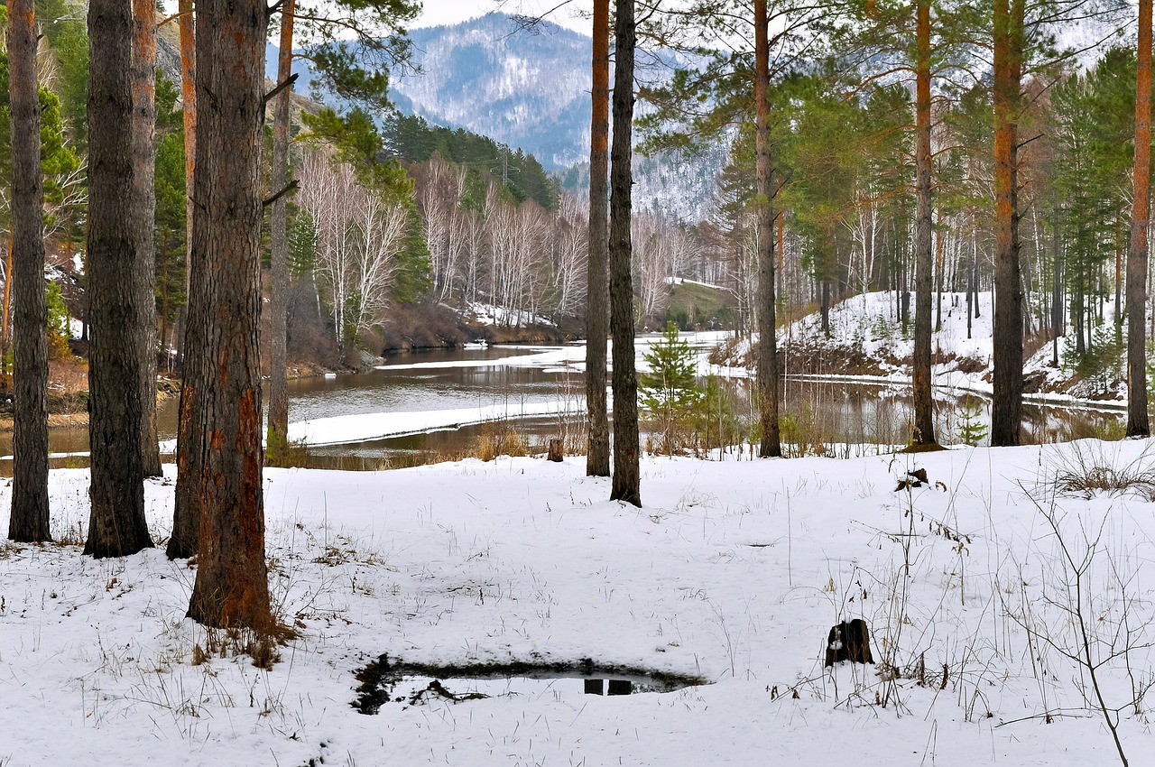 forest snow river free photo