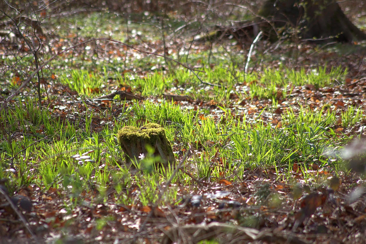 forest tree stump bemoost free photo