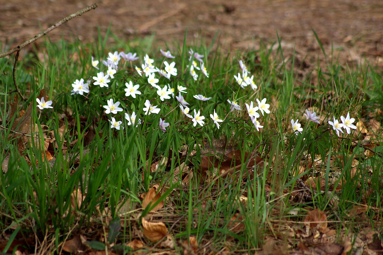 forest flower nature free photo