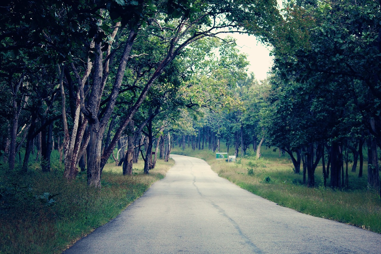 forest road nature free photo