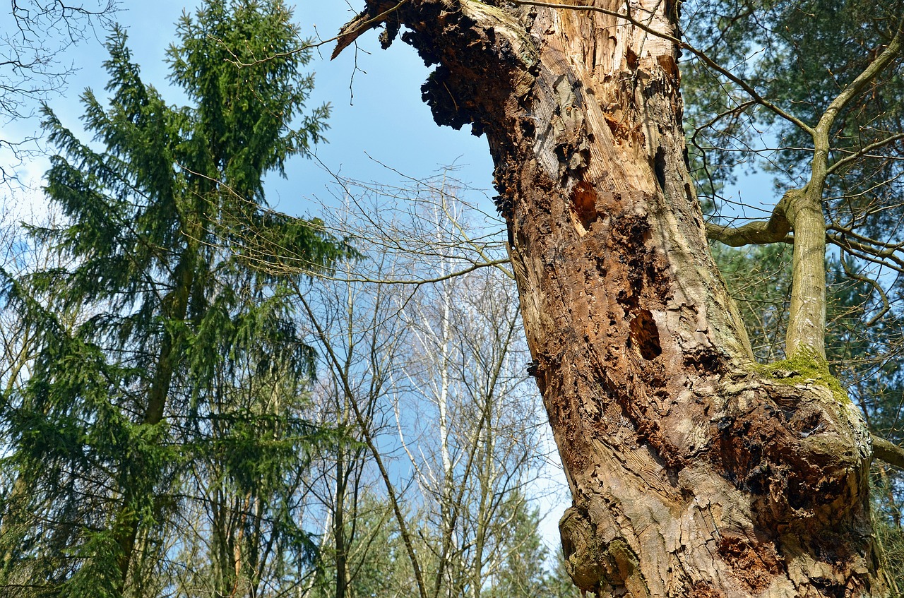 forest tree spring free photo