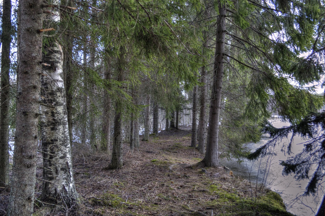 forest tree the path free photo