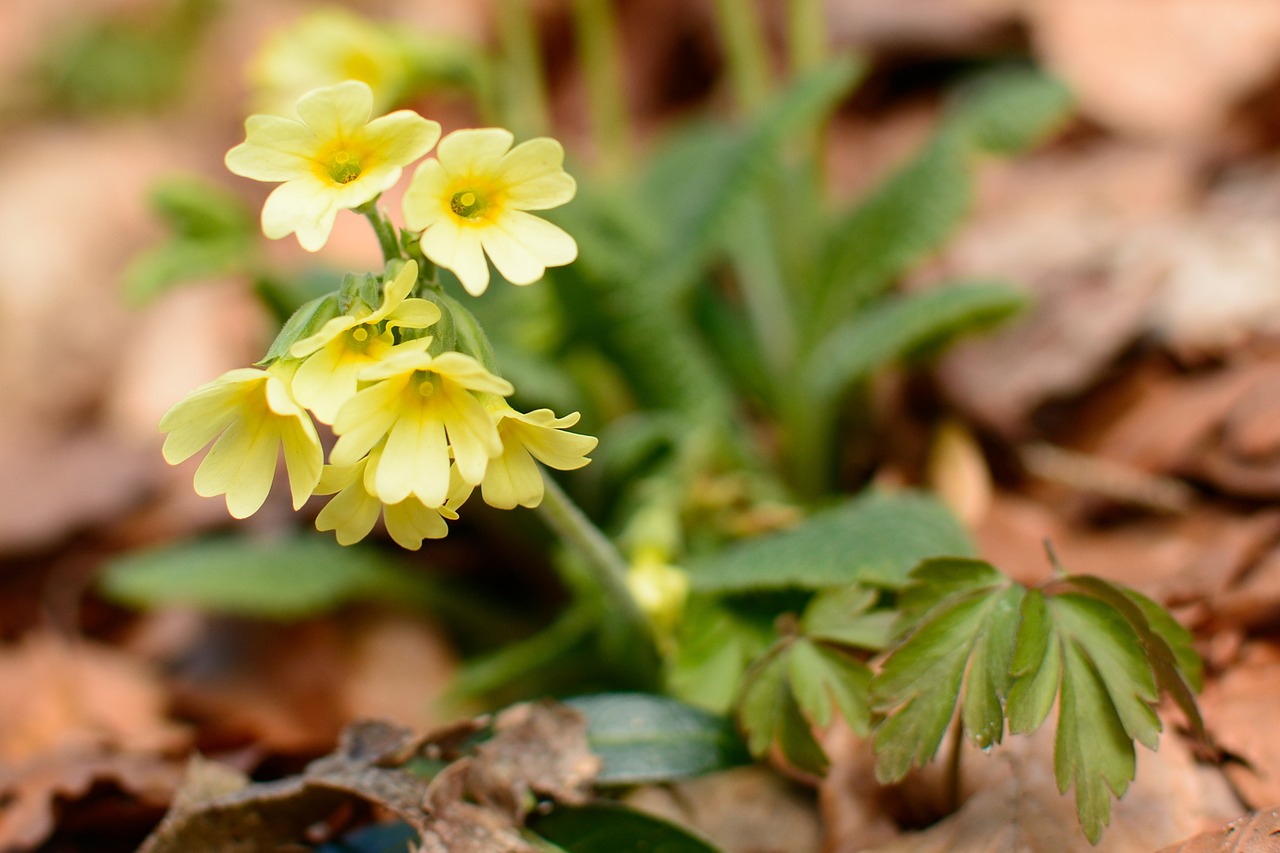 forest cowslip forest primrose free photo