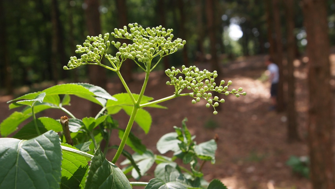 forest plant white free photo