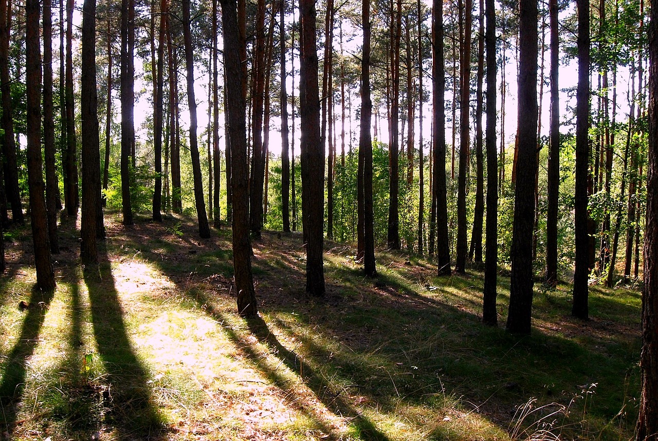 forest light shadows free photo