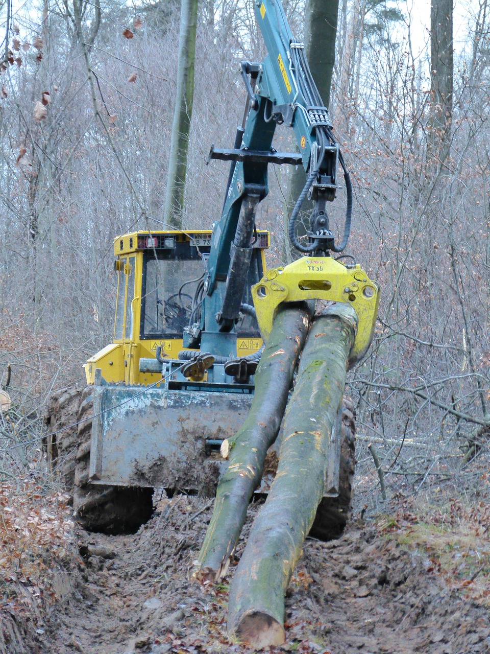 forest tree work free photo