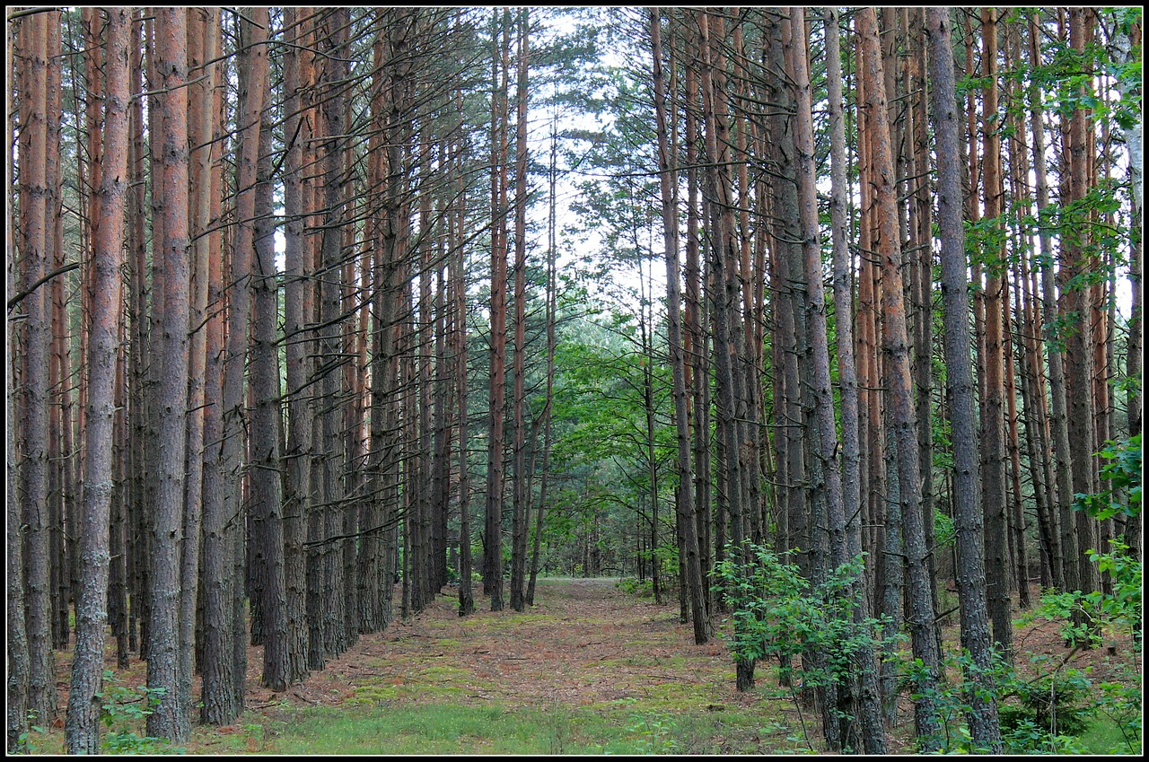 forest tree view free photo