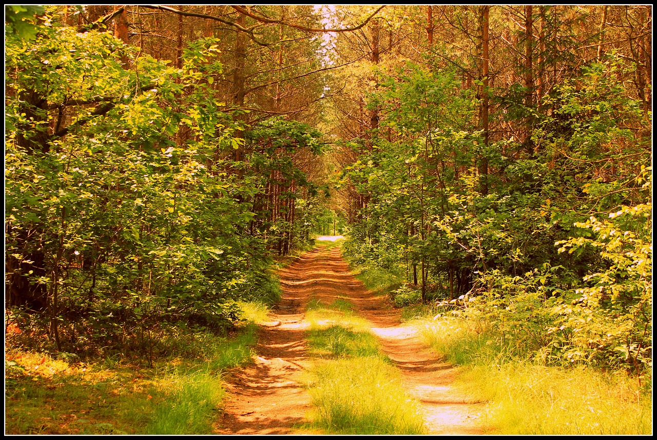forest the path way free photo