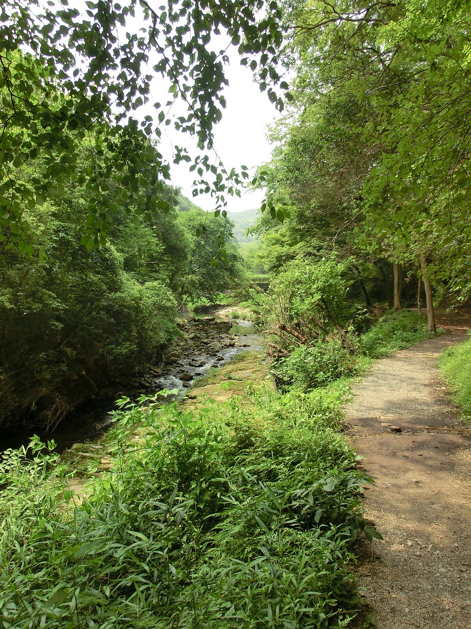 forest path track free photo