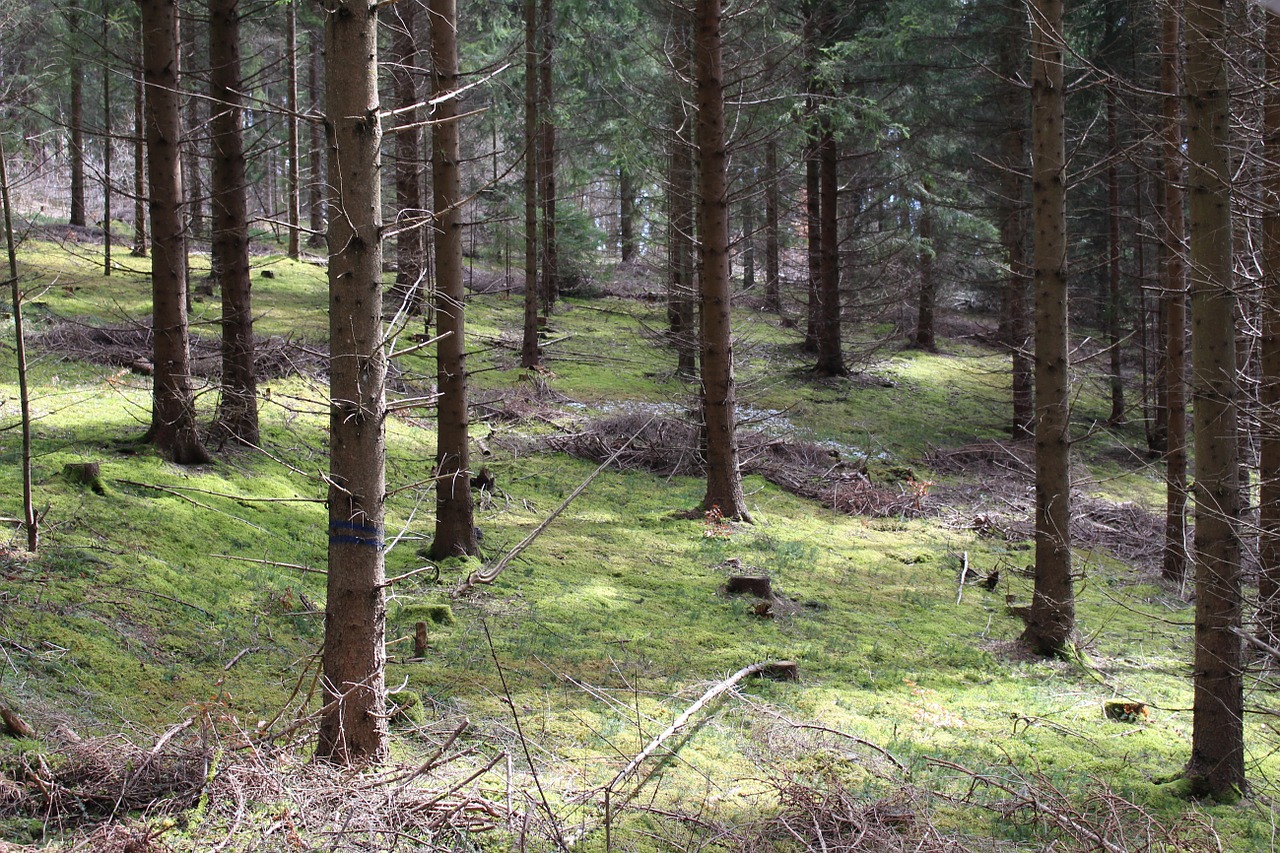 forest trees moss free photo