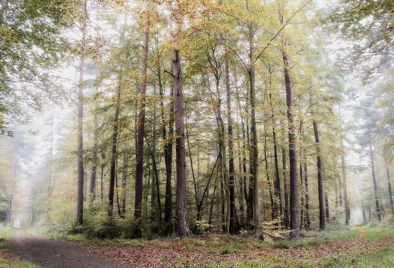 forest palatinate fog free photo