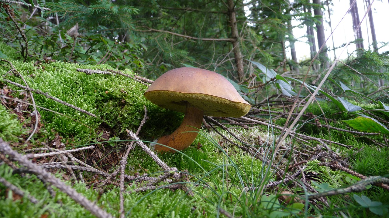 forest cep mushrooms free photo