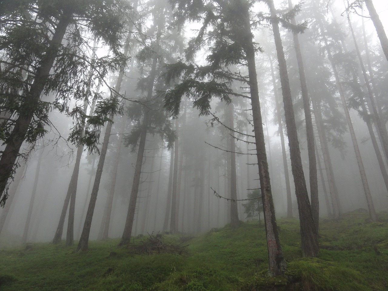 forest colourless fog free photo