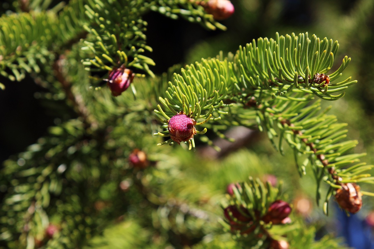 forest spring bud free photo