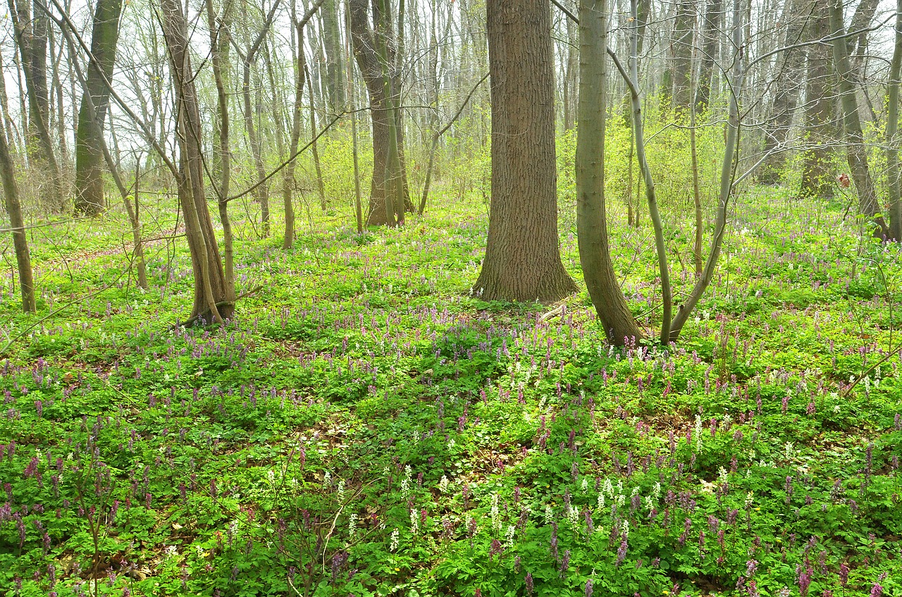 forest spring nature free photo