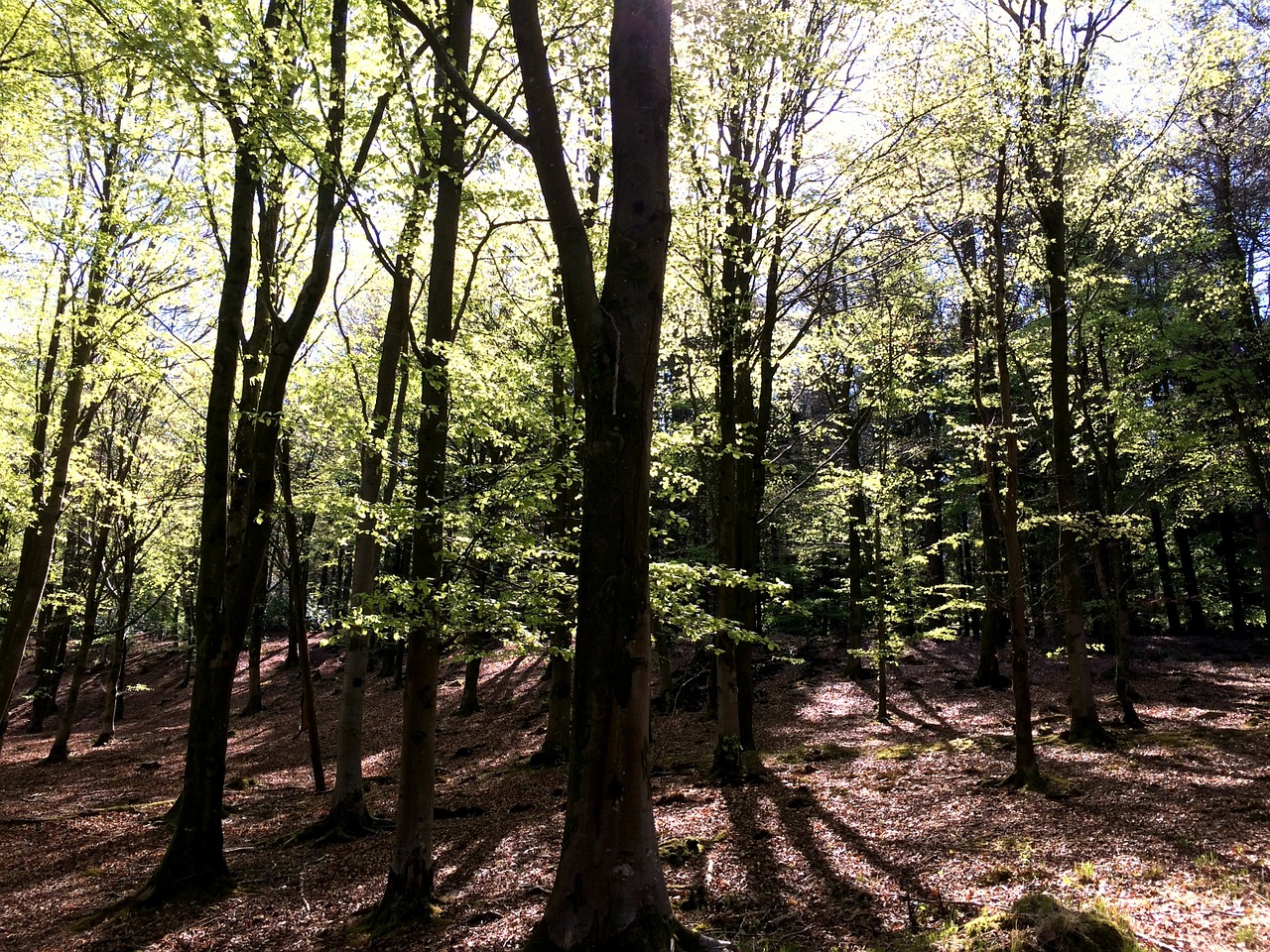 forest trees nature free photo