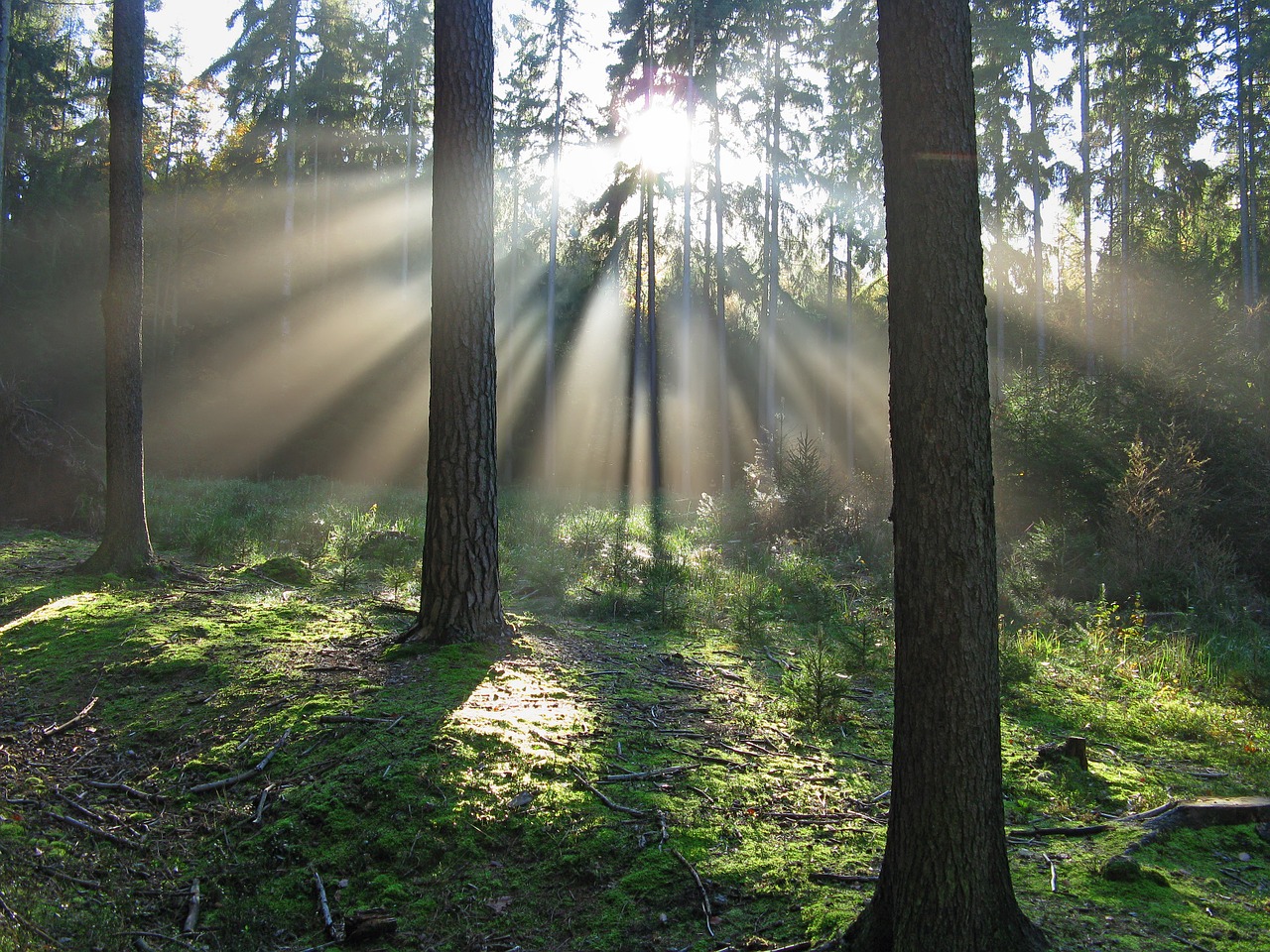 forest light nature free photo