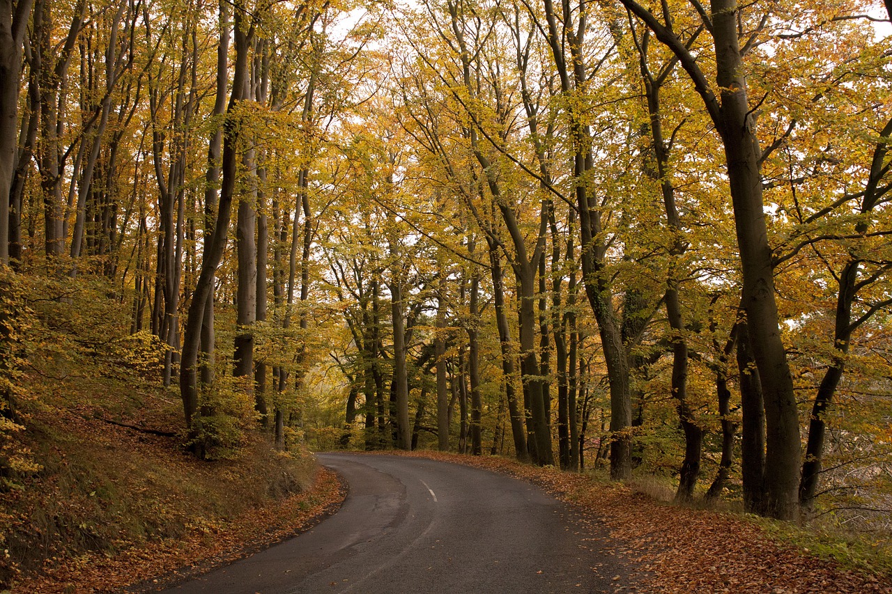 forest nature autumn free photo