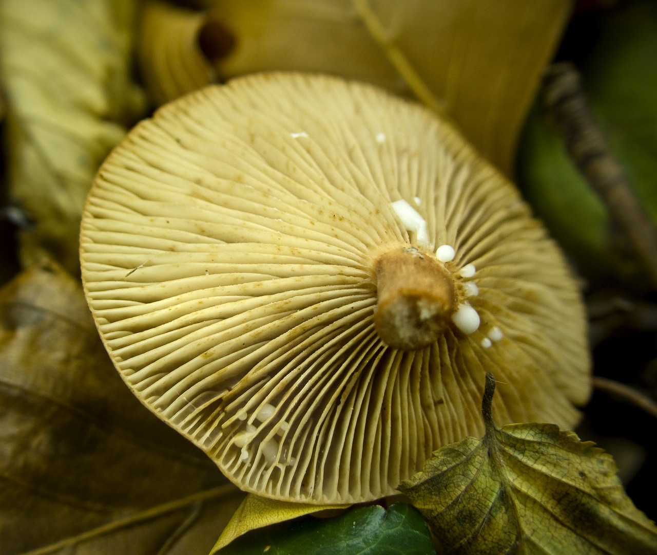 forest mushroom fungus free photo