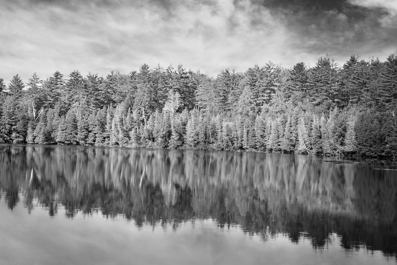 forest nature black and white free photo