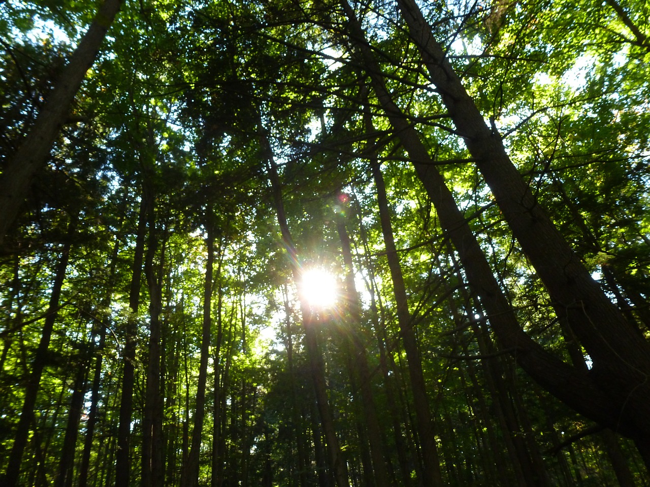 forest sunlight nature free photo