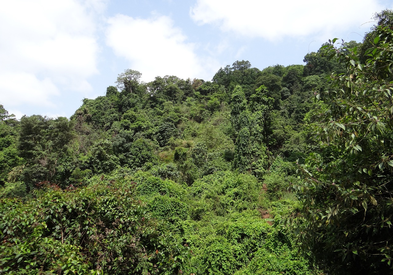 forest evergreen sahyadri free photo