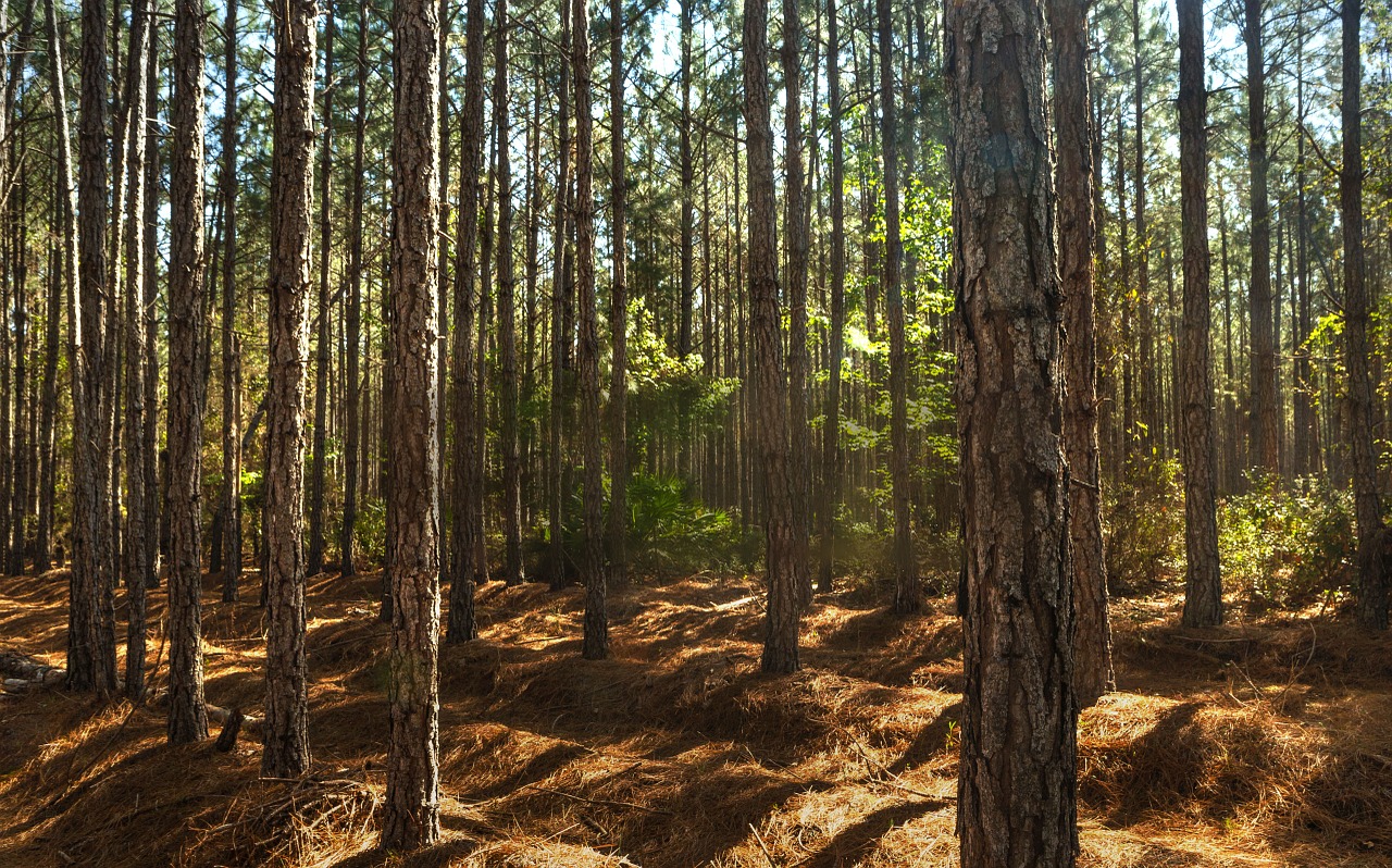 forest trees pine free photo