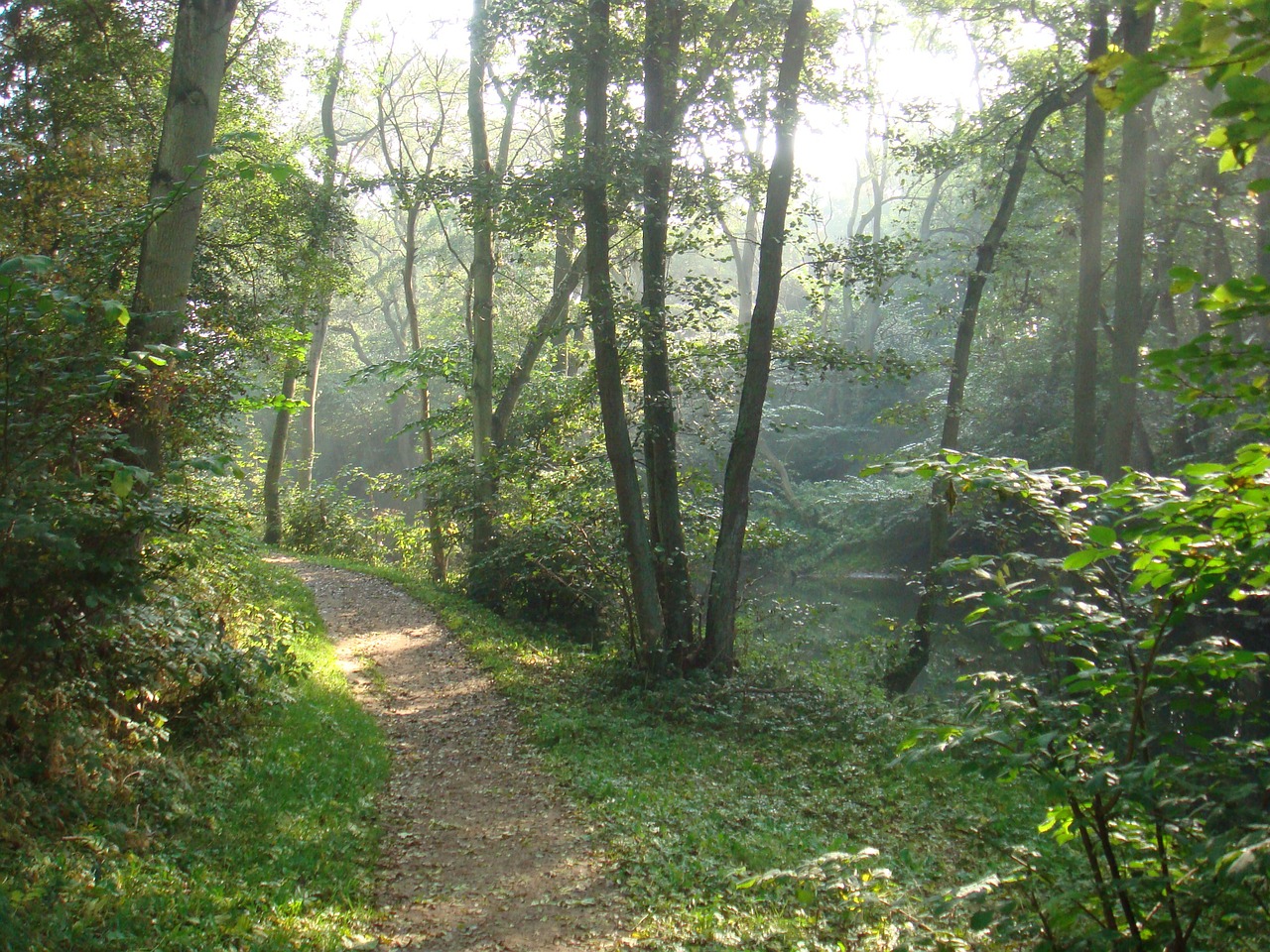 forest path denmark free photo