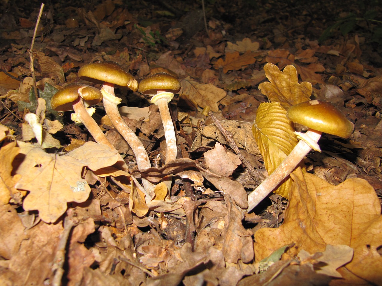 forest mushrooms autumn free photo