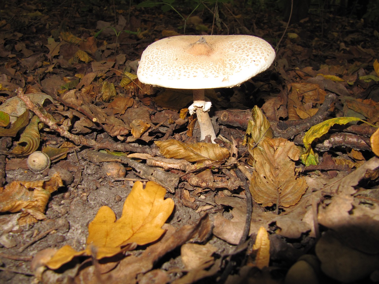 forest mushrooms autumn free photo