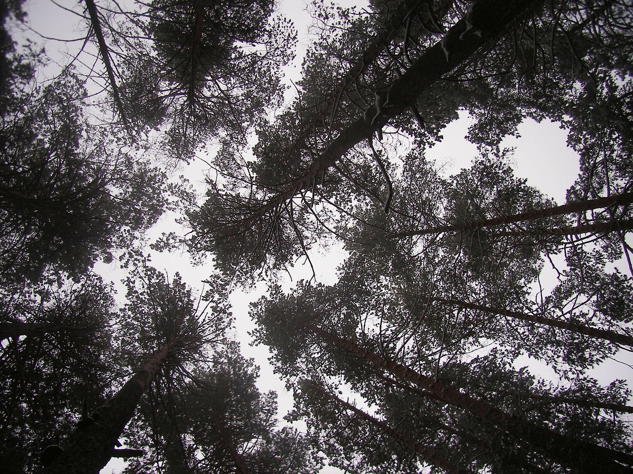 forest sky winter free photo