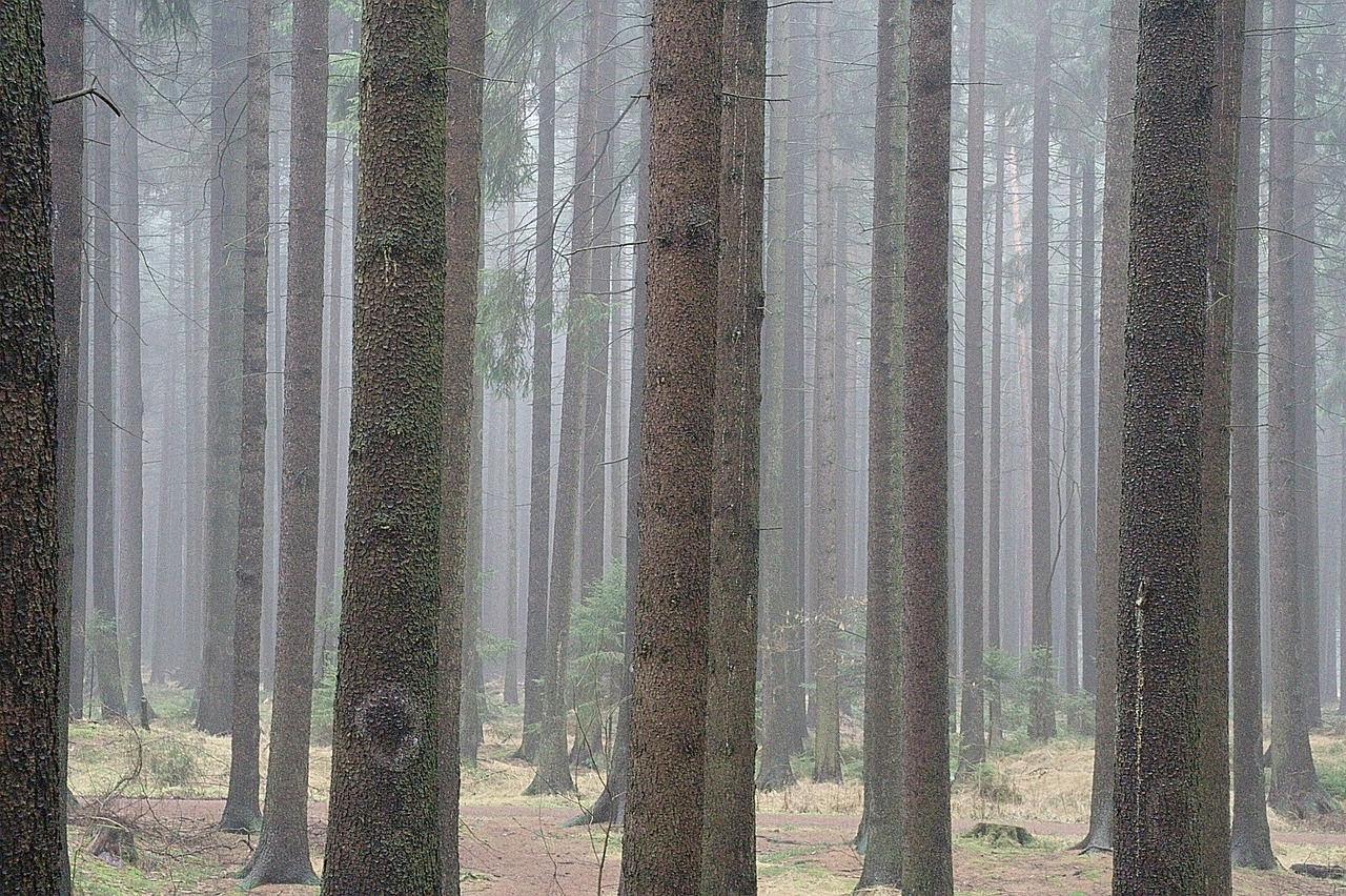 forest fir forest autumn free photo