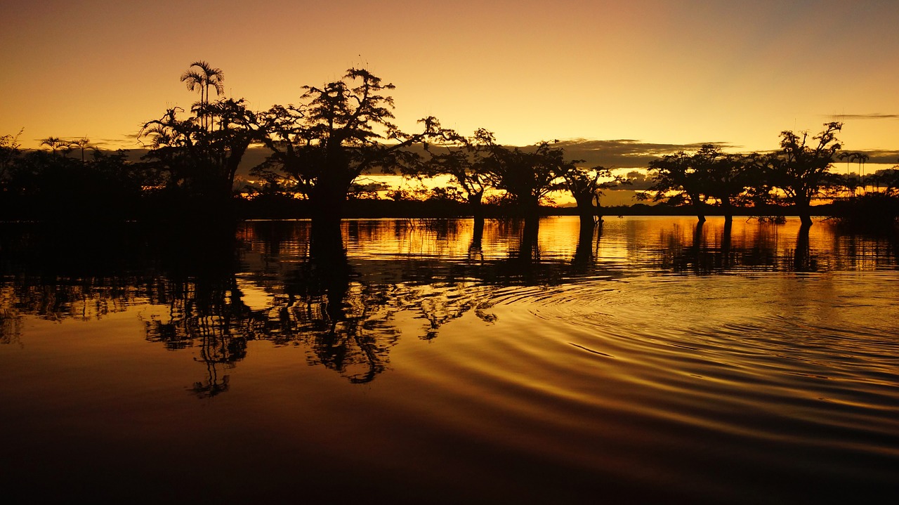 forest tree water free photo