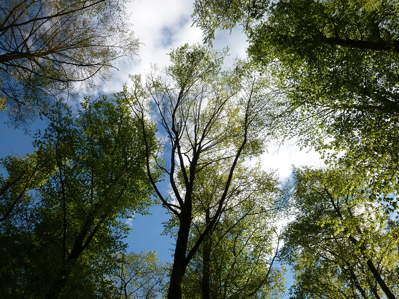 forest sky green free photo