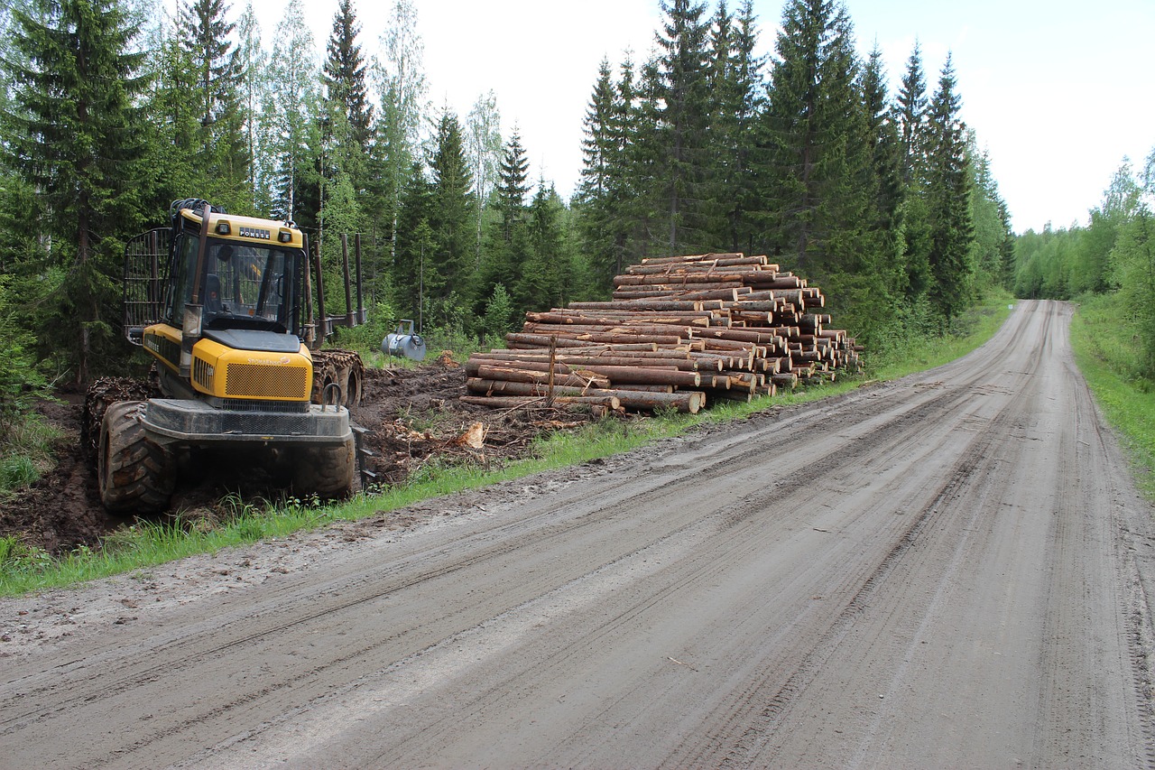 forest road log free photo