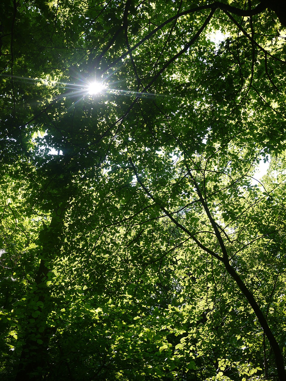 forest foliage greens free photo