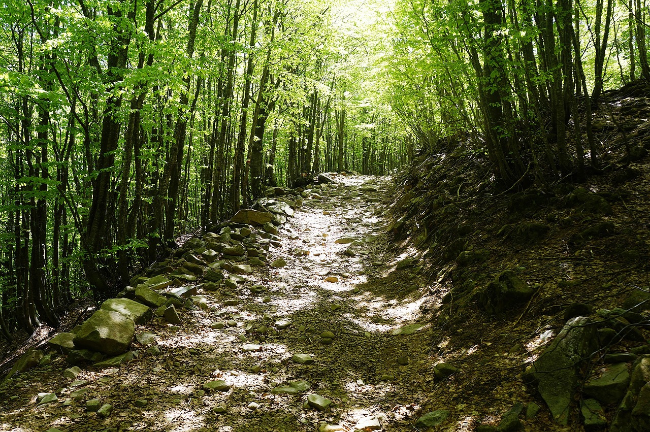 forest trail trees free photo