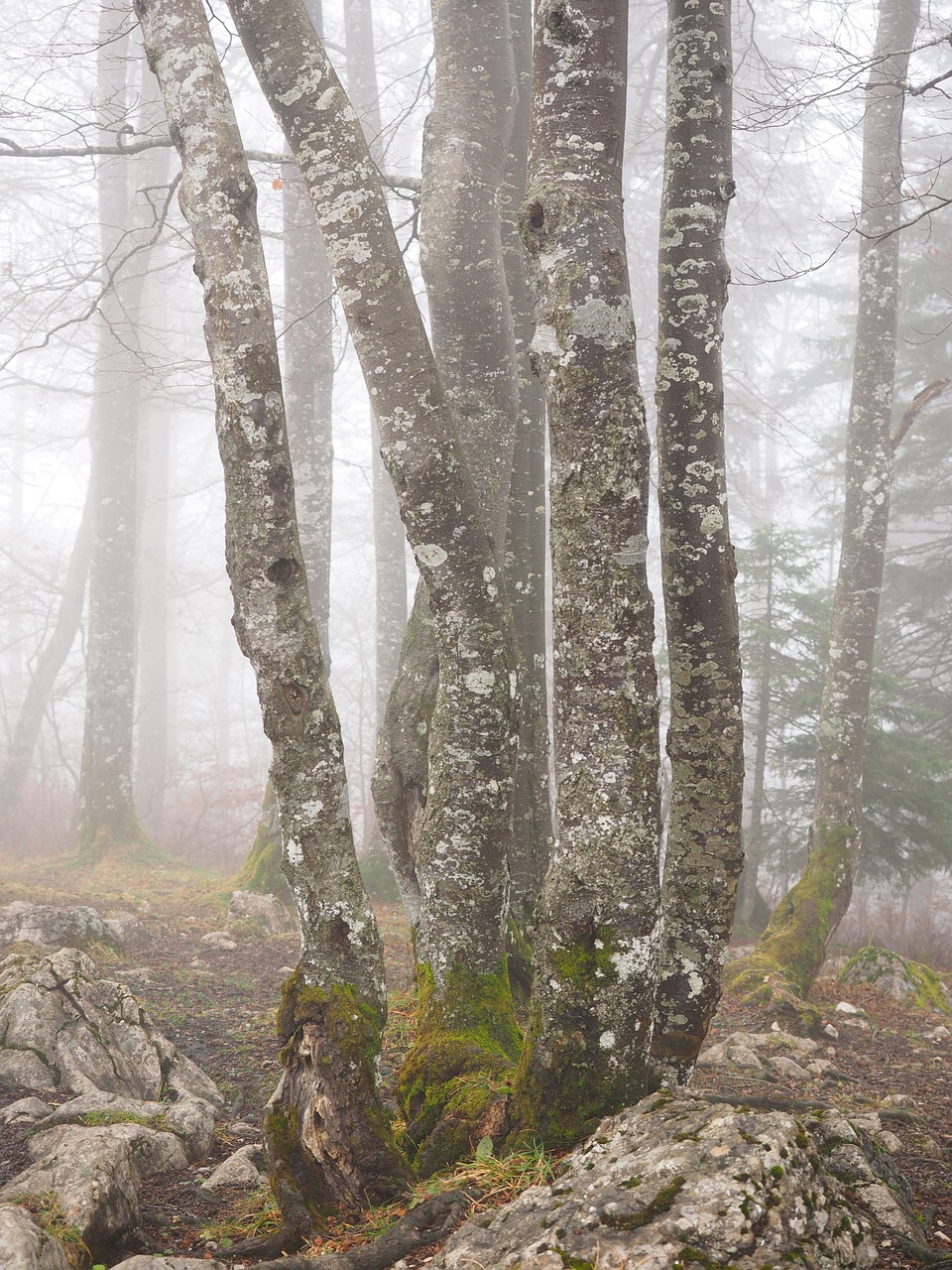 forest trees tree trunks free photo