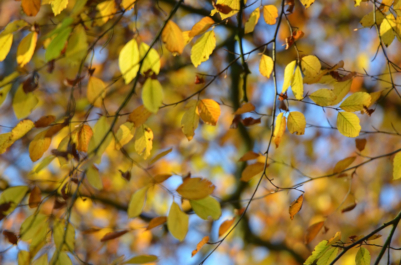 forest autumn leaves free photo